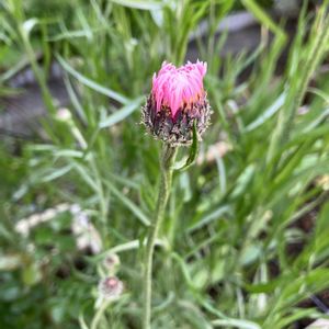ヤグルマギク,玉ねぎ,ダッチアイリス,頑張れ自分,蕾　つほみの画像