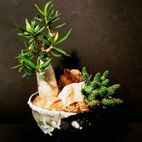 パキポディウム・ビスピノーサム,ユーフォルビア・ガムケンシス,ユーフォルビア,塊根植物,コーデックスの画像