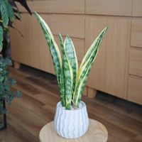 サンスベリア,サンスベリア,サンスベリア・ローレンティ,観葉植物,室内組の画像