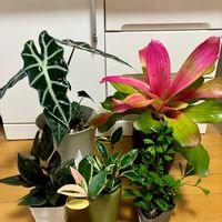 シェフレラ,アロカシア,シンゴニウム チョコレート,観葉植物,ホヤの画像