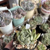 多肉,ラパス×プリドニスグリーンフォーム,多肉植物,エケベリア属,ベランダガーデンの画像