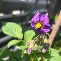 ジャガイモ,野菜の花の画像