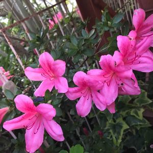 サツキ,ビンクの花♡,フェンスの画像