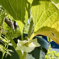 ホオズキ,鬼灯,山野草,花のある暮らし,植物男子の画像