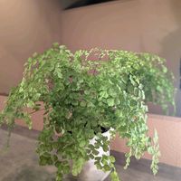アジアンタム,観葉植物,熱帯植物,植物のある暮らし,botanical lifeの画像