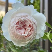 フェリシア,クリスティアーナ,かわいいな♡,お花が好き♡,キュンキュン乙女倶楽部の画像