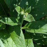 コンフリー,アーティーチョーク,アンジェリカギガス,地植えのネモフィラ,今日のお気に入りバラの画像
