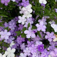 シャクヤク,ニオイバンマツリ,バラ,ヒナゲシの画像