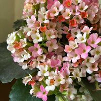 カランコエ,カランコエ　ディスコディップ,可愛い〜♡,花色の変化♪の画像