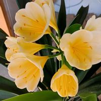 クンシラン,家で咲いている花の画像