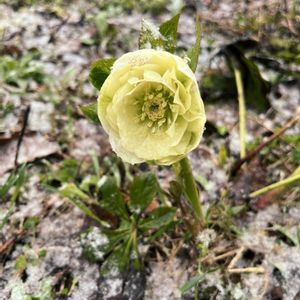 クリスマスローズ,花のある暮らし,北海道,放置栽培,道北の画像