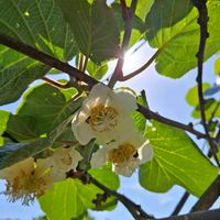 キウイ,キュンキュン乙女倶楽部,HTC,我が家の果実,キウイの花の画像
