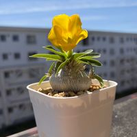 パキポディウム エニグマチカム,多肉植物,観葉植物,塊根植物,パキポディウム属の画像