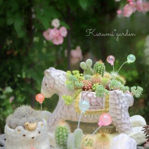 サボテン,セダム,サボテン寄せ植え,群舞,つるバラ 群舞の画像