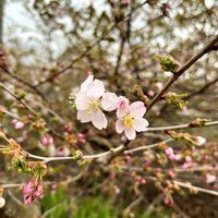 カタクリ,スイセン,花のある暮らし,北海道,放置栽培の画像