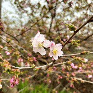 カタクリ,スイセン,花のある暮らし,北海道,放置栽培の画像