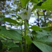 イチゴ,ホオズキ,ほおずきの花,畑,庭の画像