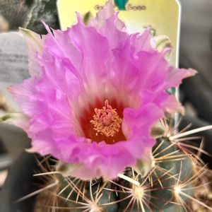 和光丸,サボテンの花,GSのみなさんに感謝♡,小さな幸せ♡,医療従事者に感謝の画像