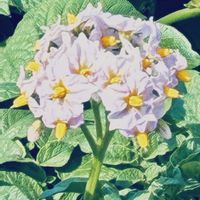ジャガイモ,朝散歩,じゃがいも畑,花探し散歩の画像
