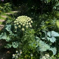 ニンジン,野菜,春の花,庭の画像
