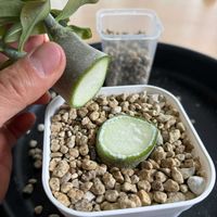 アデニウム,塊根植物,タコ足の画像