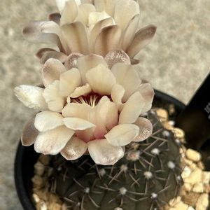 サボテン,サボテン科,サボテンの花,ギムノカリキウム属,ピンクの花の画像