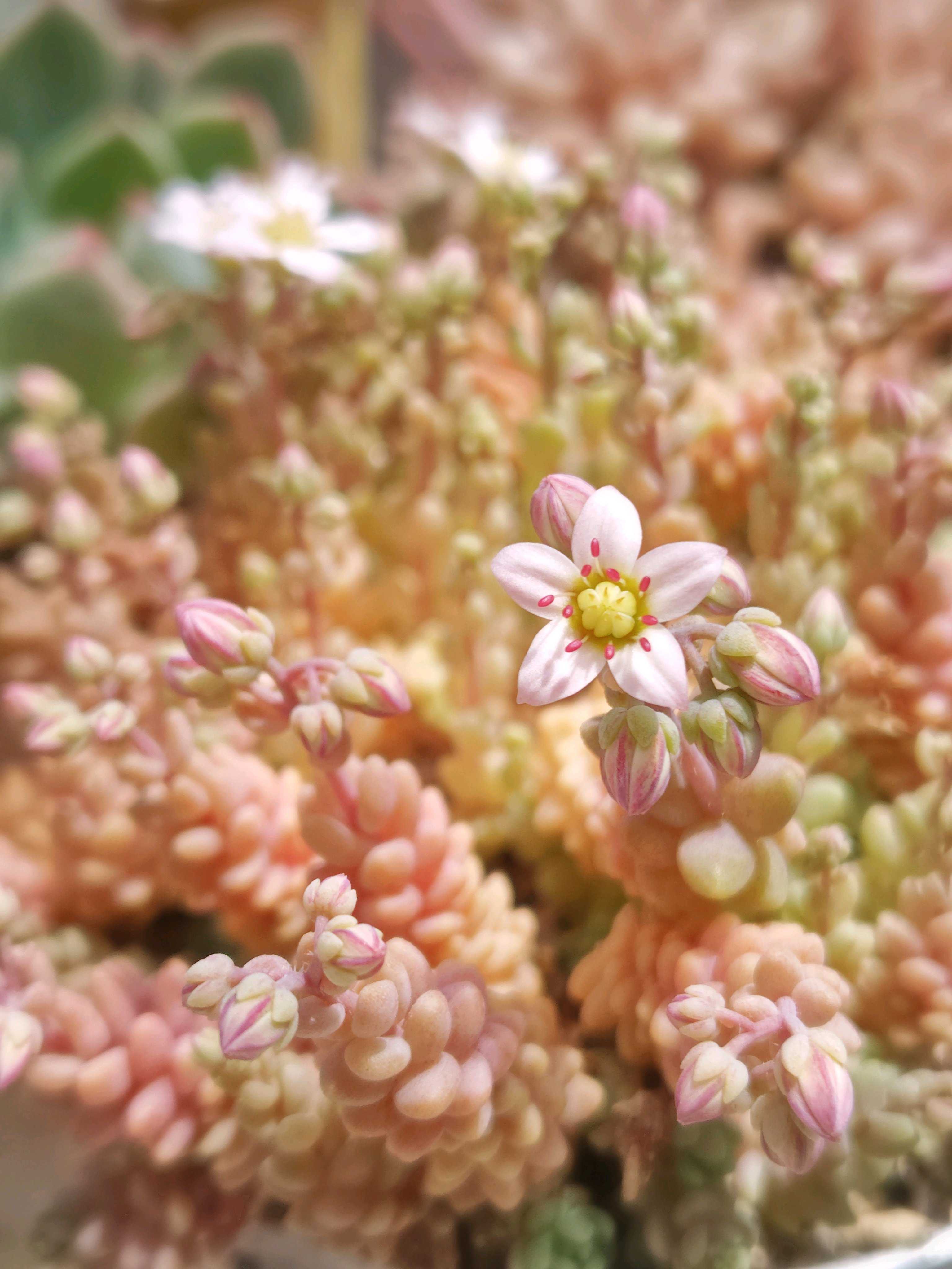 夏にオレンジ色の花を咲かせる多肉植物の種類をご紹介！｜🍀GreenSnap