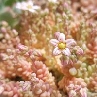 多肉中毒,ベランダ多肉,多肉の花芽,マジョール,タニラーの画像