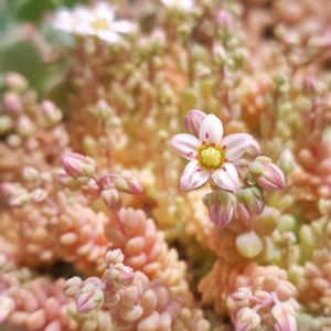 多肉中毒,ベランダ多肉,多肉の花芽,マジョール,タニラーの画像