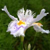 シャガ,シャガ,胡蝶花,射干,シャガ(射干)の画像