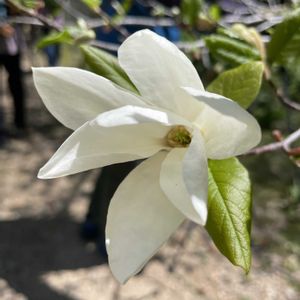 コブシ,コブシ,素敵な出会い,季節を楽しむ,胸キュンの画像