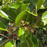 クロガネモチ,クロガネモチの花,ニゲラ（黒種草）,お散歩,可愛い〜♡の画像