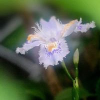 シャガ,シャガ,バラ,バラ,バラの画像