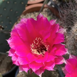サボテン,開花,サボテンの花,ビニールハウス,ロビビア属の画像