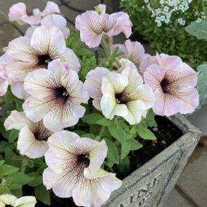 ペチュニア,ガーデニング,夏の花,花のある暮らし,お花は癒しの画像