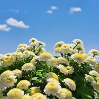 マトリカリア,マトリカリア,鉢植え,青空,花友さんに感謝の画像