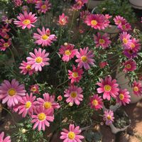 ボンザマーガレット,花のある暮らし,おうち園芸の画像