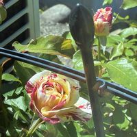 モンステラ,バラ ジョージバーンズ,アジサイ ひな祭り,ハイドランジア　星雲,観葉植物の画像