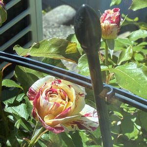モンステラ,バラ ジョージバーンズ,アジサイ ひな祭り,ハイドランジア　星雲,観葉植物の画像