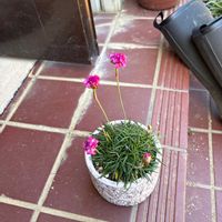 アルメリアの画像
