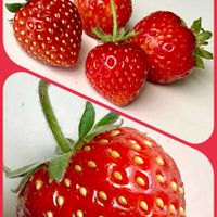 イチゴ,セダム,マツバギク,オステオスペルマム,フレンチラベンダーの画像