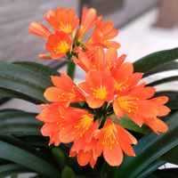 クンシラン,元気もらえる,オレンジ色の花,福島県,GSミニモニ。の画像