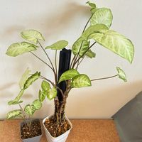 シンゴニウム,シンゴニウム ホワイトバタフライ,観葉植物,植え替え,ジャングル化計画の画像