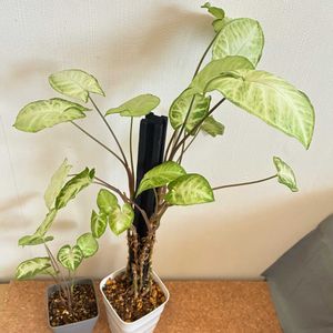 シンゴニウム,シンゴニウム ホワイトバタフライ,観葉植物,植え替え,ジャングル化計画の画像