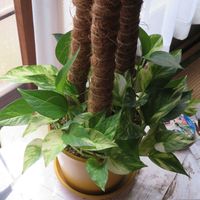 ポトス,観葉植物,インテリアグリーン,育て方,園芸相談の画像