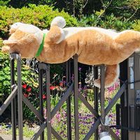ユッカの画像