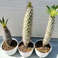 サボテン,パキポディウム・ラメリー,観葉植物,ダイソー産,ベランダの画像