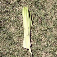 お花,ユッカ・ロストラータ,庭の画像
