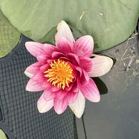 アヤメ,オオデマリ,熱帯スイレン,ルリイトトンボ,植物中毒の画像