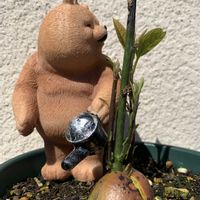 アボカドの画像